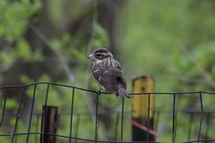 Pheucticus ludovicianus