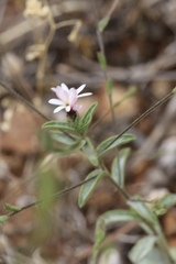 Lessingia nemaclada