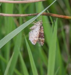 Xanthorhoe spadicearia