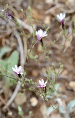 Lessingia nemaclada