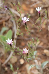 Lessingia nemaclada