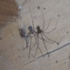 Hoplopholcus forskali