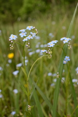 Myosotis nemorosa
