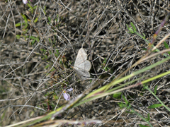 Isturgia catalaunaria
