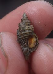 Paciocinebrina interfossa