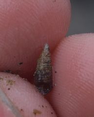 Cerithiidae