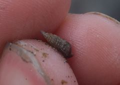 Cerithiidae