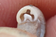 Daedalochila dorfeuilliana