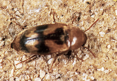 Diclidia