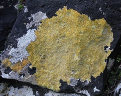 Xanthocarpia ochracea