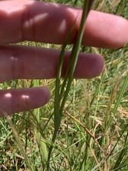 Hesperoxiphion herrerae