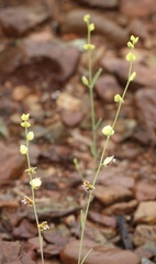 Streptanthus polygaloides