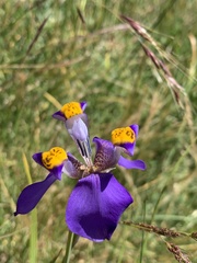 Hesperoxiphion herrerae