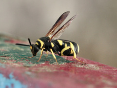 Leucospis gigas