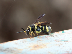 Leucospis gigas