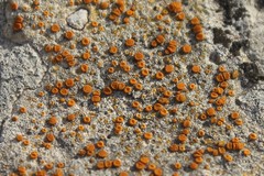 Xanthocarpia ochracea