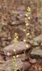 Streptanthus polygaloides