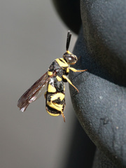 Leucospis gigas