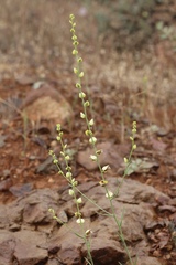 Streptanthus polygaloides