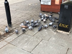 Columba livia domestica