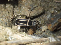 Ragliodes delineatus