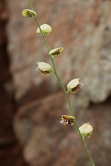 Streptanthus polygaloides