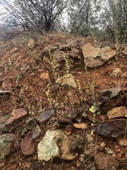 Streptanthus polygaloides