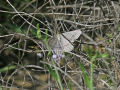 Isturgia catalaunaria