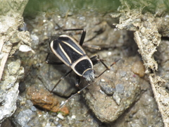 Ragliodes delineatus