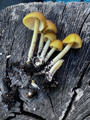 Pluteus leoninus