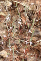 Polygonum californicum