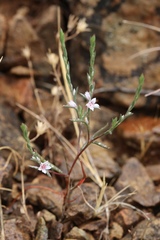 Polygonum californicum