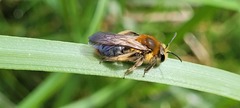 Andrena nivalis