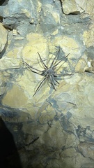 Ctenus valverdiensis