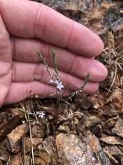 Polygonum californicum