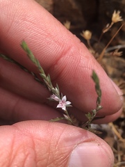 Polygonum californicum