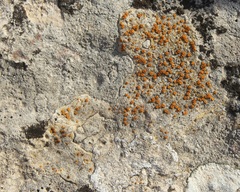 Xanthocarpia ochracea