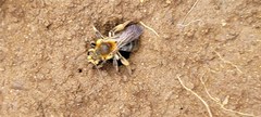 Andrena nivalis