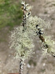 Usnea flavocardia