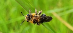 Andrena nivalis