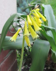 Kniphofia pauciflora
