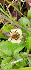 Andrena nivalis
