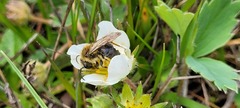 Andrena nivalis