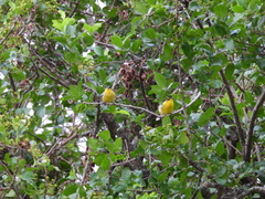 Spinus psaltria psaltria