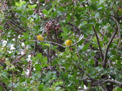 Spinus psaltria psaltria