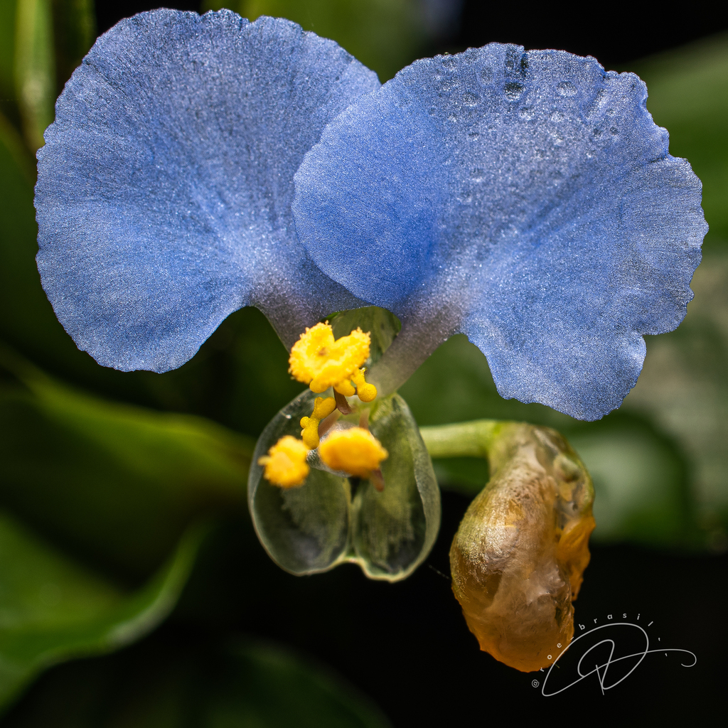Commelina obliqua (Commelina obliqua)