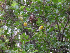 Spinus psaltria psaltria