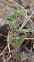 Trichostema rubisepalum