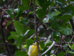 Spinus psaltria psaltria