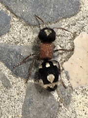 Ronisia barbarula